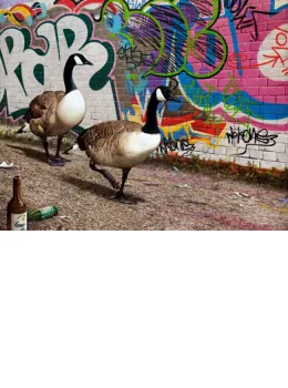 Tagging Along - Box Canvas
