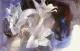 Lilies - Paper - Mounted