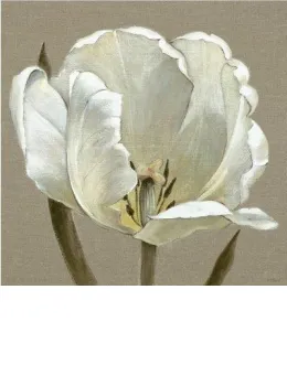 Linen Tulip - Box Canvas
