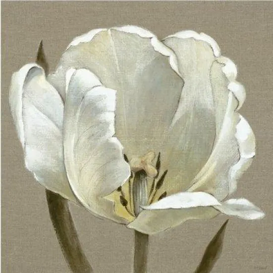 Linen Tulip - Box Canvas
