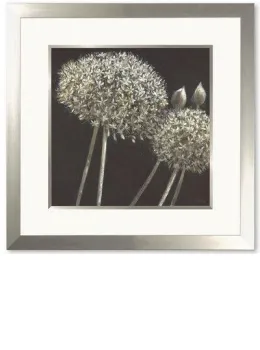 Morning Star - Framed