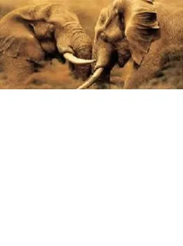 Power Play - (Elephants) - On Canvas - Canvas With Slip
