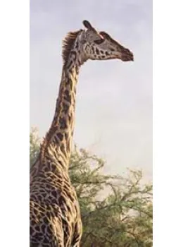 High And Mighty - Giraffe - Mounted
