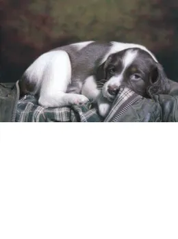 Puppy Eyes - Mounted