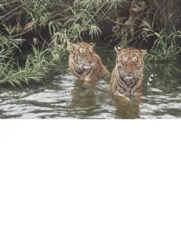 Swimming Lesson - Tigers - Mounted