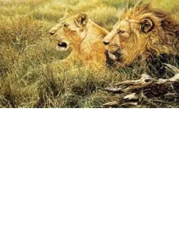 African Gold - Lion, Lioness - Mounted
