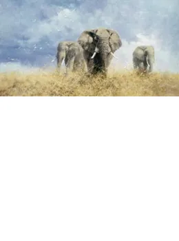 Savuti Elephants 