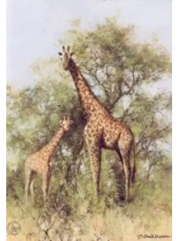 Masai Giraffe and Young - Print