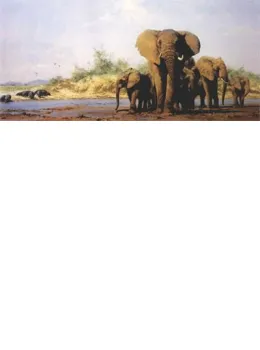 Evening In Africa (Elephants, Hippos) - Print
