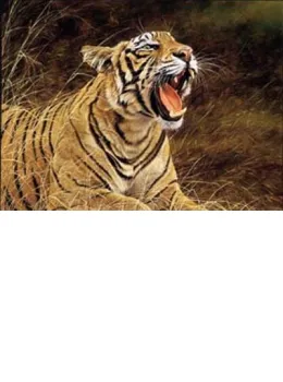 Roar Of The Jungle - Tiger - Mounted
