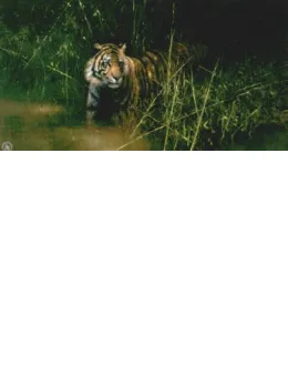 Into The Sunlight There Came A Tiger - Print only