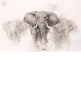Elephants - Pencil Drawing - Mounted