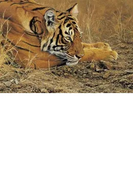 Always Alert - Tiger - Mounted