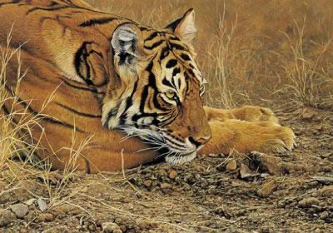 Always Alert - Tiger - Mounted
