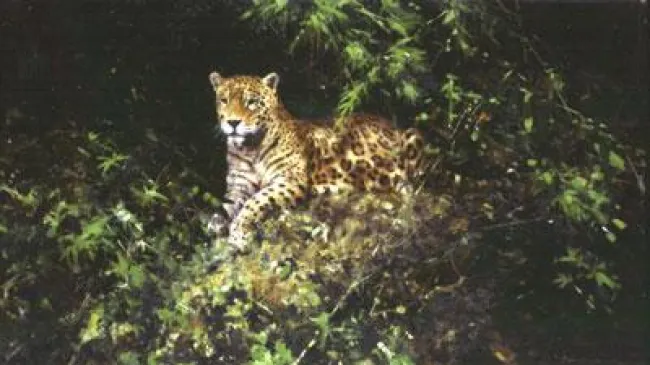 Jaguar