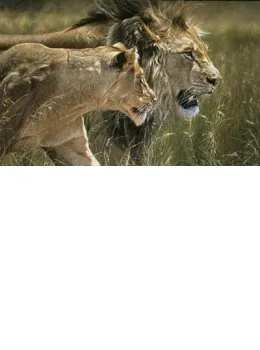 Beauty & The Beast - (Lion & Lioness) - Print