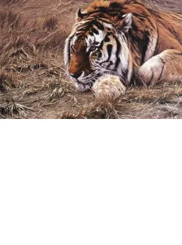 Ever Alert - Tiger - Print only