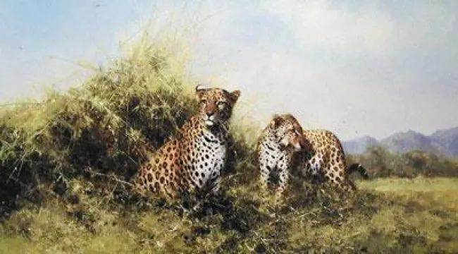 Leopards