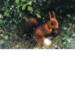 Nuts (Red Squirrel) - Mounted