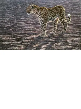 Okavango Apparition - On Paper - Mounted