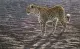 Okavango Apparition - On Paper - Mounted