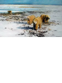 Lone Wanderers Of The Arctic - Print only