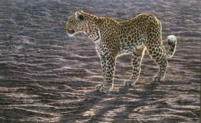 Okavango Apparition
