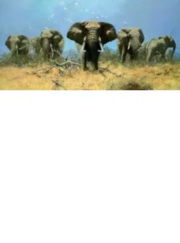 Just Elephants (75th Anniversary Print) - Mounted