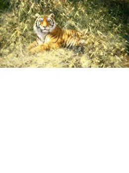 The Ranthambore Tiger 