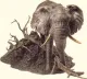 The Gentle Giant - Sculpture - Bronze