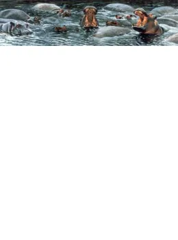 The Big Yawn - Hippos - Mounted