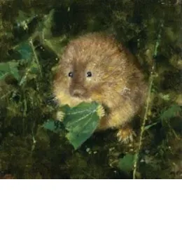 Water Vole - Mounted
