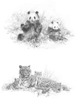 Portfolio Set II - Pandas & Tigers (Set Of 2) - Mounted