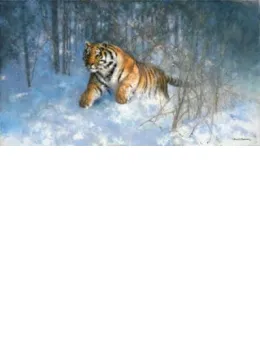 Tiger In The Snow - Print