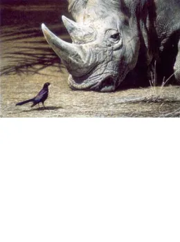 What Nest? - Rhino & Bird - Print only