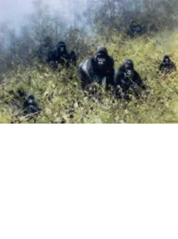 In The Mists Of Rwanda - Gorilla - Print only