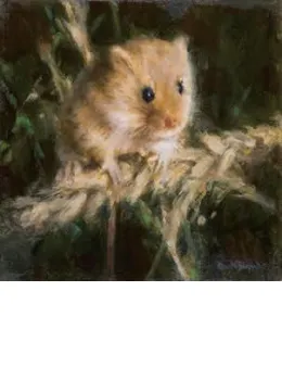 Harvest Mouse - Mounted