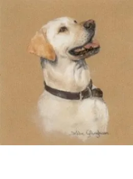 Yellow Labrador Study - Print