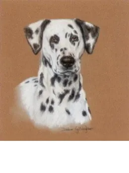 Dalmatian Study - Print