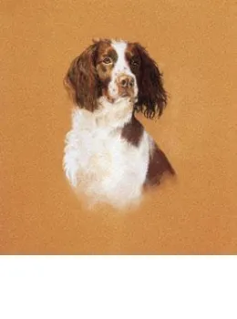 Springer Study - Print