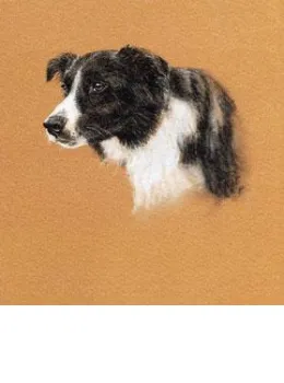 Collie Study - Print