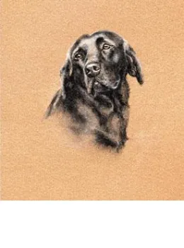 Black Lab Study - Print