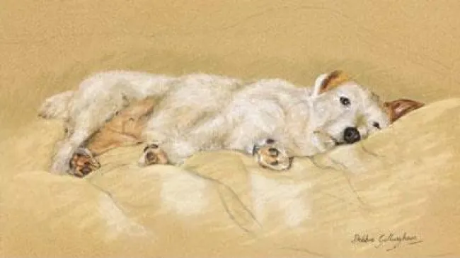 Jack Russell - Print