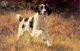 All Action - Black & White Springer Spaniel - Print only