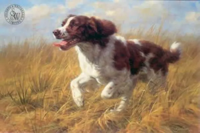 Springer At Speed
