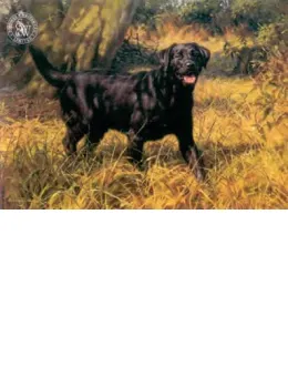 Black Labrador - Print only