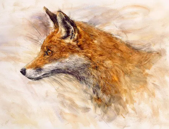 Reynard Reynard