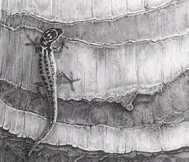 Gecko - Gecko Lizard