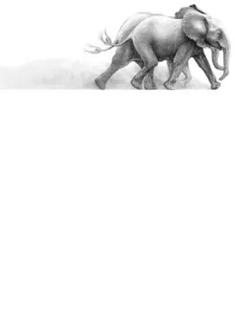 Joy - Elephant - Mounted