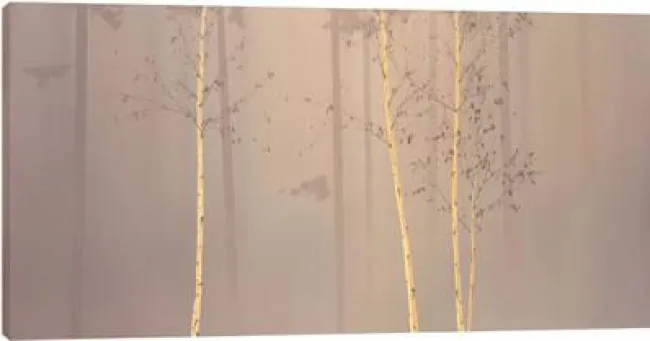 Enchanted Woods